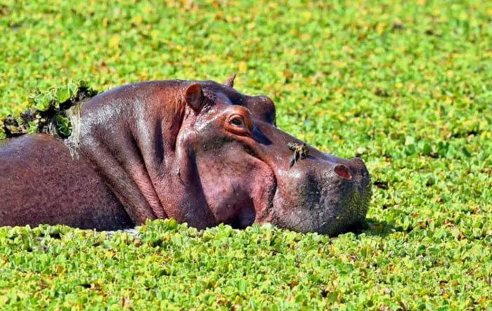 Very large hippo in a "soup" of vegetation