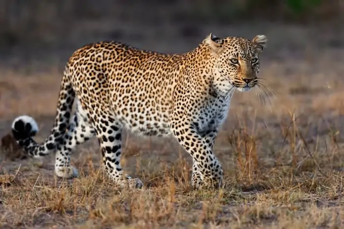 Leopard on the move in the Masai Mara