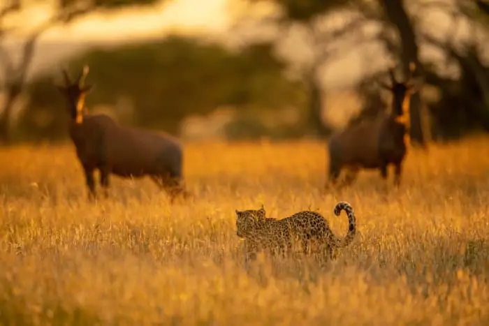 Two topi watch a leopard walk past in the tall golden grass