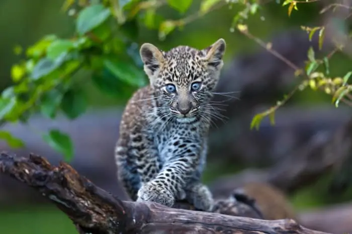 Leopard cubs have bright blue eyes during the first few months of life