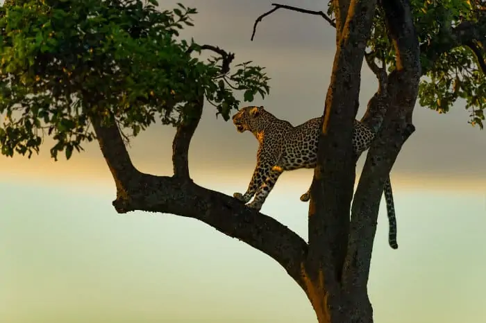Leopard in a tree just before sunrise, Masai Mara
