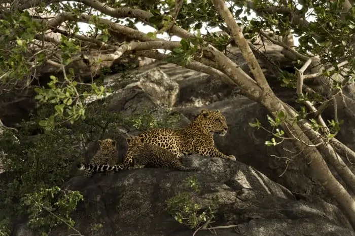 Female leopard and her two cubs at their secret hideaway, Serengeti