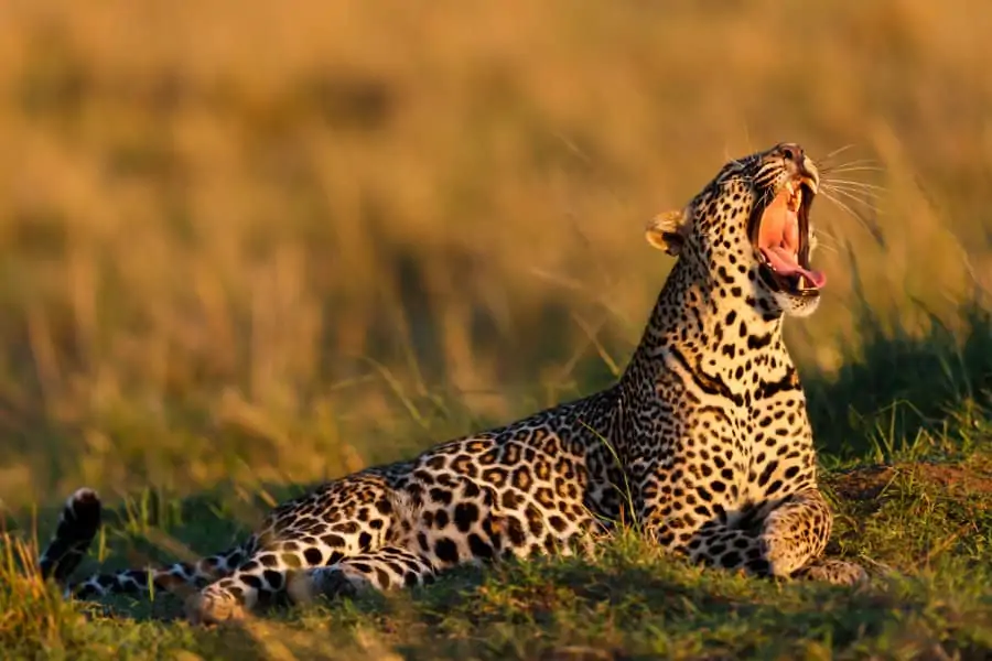 Yawning leopard portrait in bright early sunshine, Masai Mara