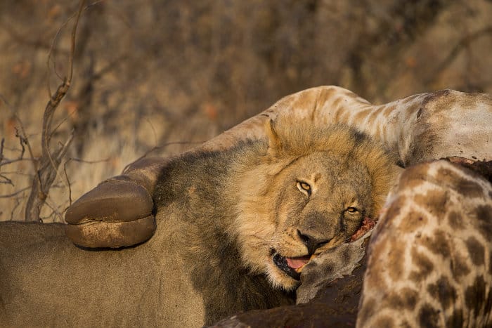 Un gran león macho se alimenta del cadáver de una jirafa