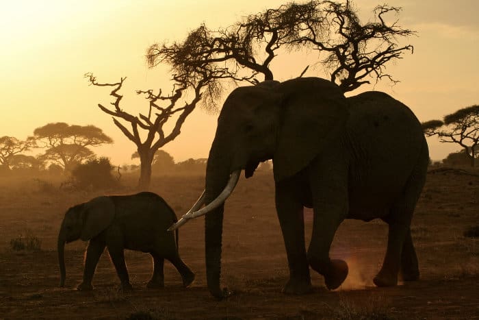 Mamá y bebé elefante caminando a través de la polvorienta sabana en una luz que se desvanece, Amboseli