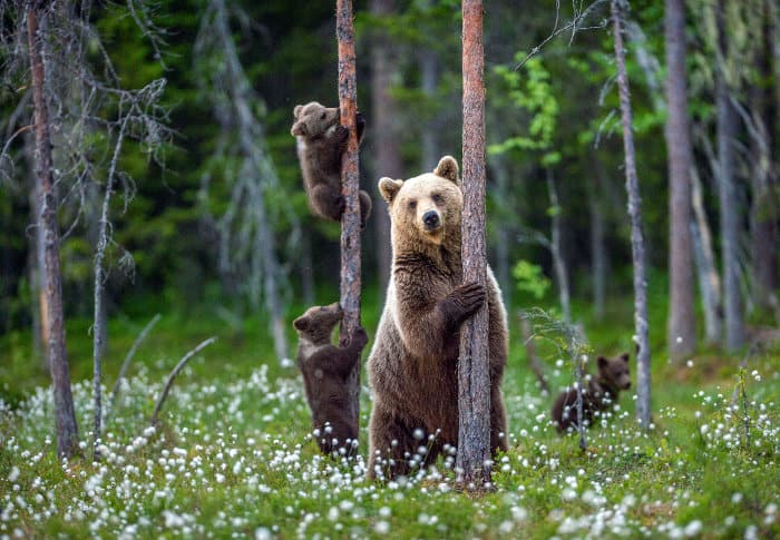 Ein Braunbär steht auf seinen Hinterbeinen, zwei ihrer Jungen klettern auf einen Baum