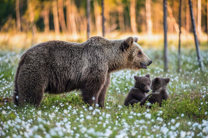 hona brunbjörn och hennes två ungar i blommande skog, Alaska