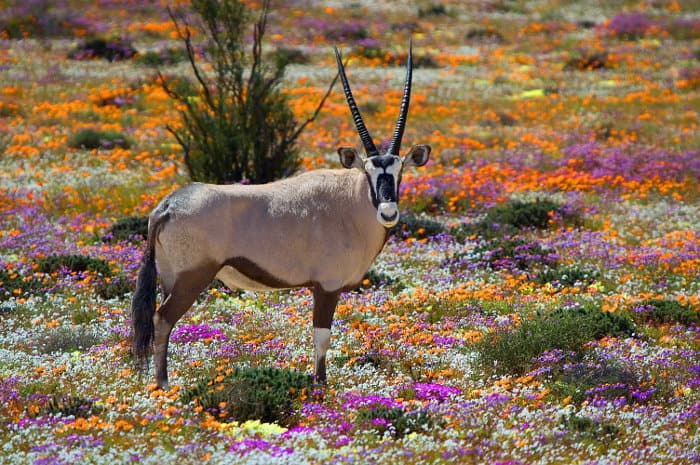Oryx in flower paradise, Namaqualand, South Africa