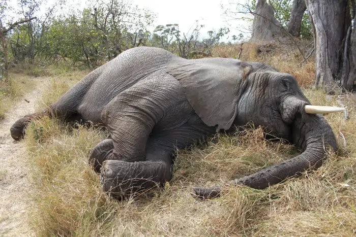Elephant sleeping in the African bush