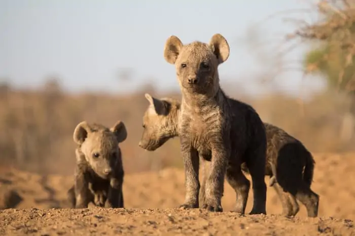 Three cute spotted hyena pups standing in the sun outside their den