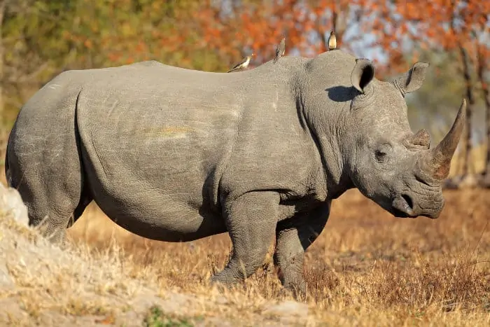 White rhinoceros - also known as the square-lipped rhinoceros - with three red-billed oxpeckers on its back
