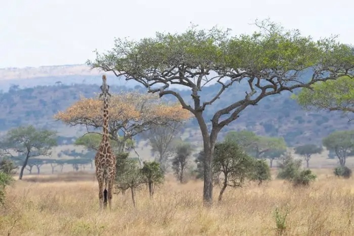 A very tall Masai giraffe stretches her neck to reach the best acacia leaves