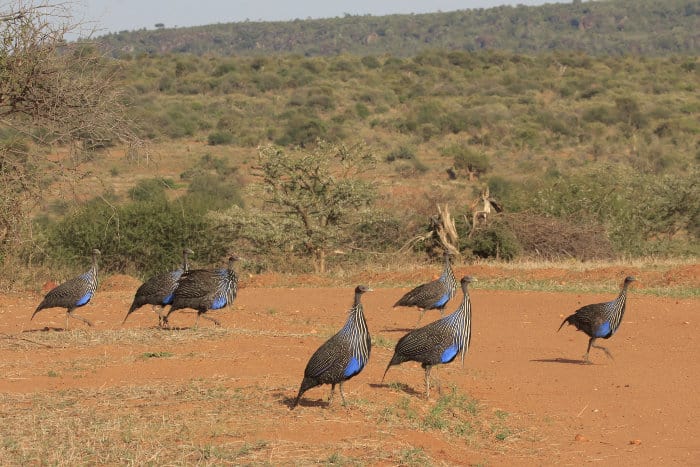 A flock of vulturine guineafowl in the African wilderness