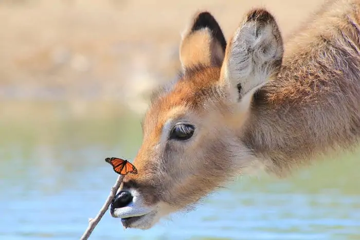 Fun pic of a young waterbuck making friends with a monarch butterfly