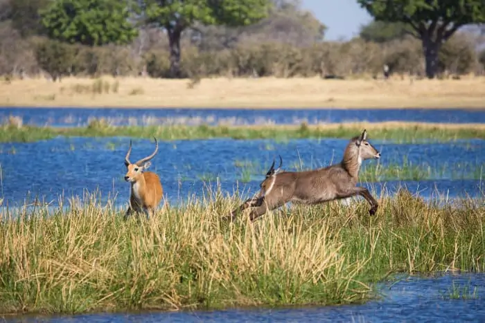 An alarmed waterbuck runs past two red lechwe in the Okavango Delta
