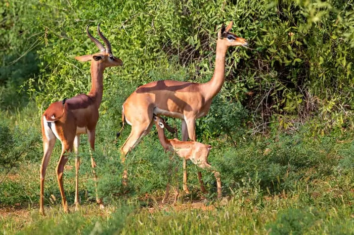 Gerenuk family, with mother nursing her baby