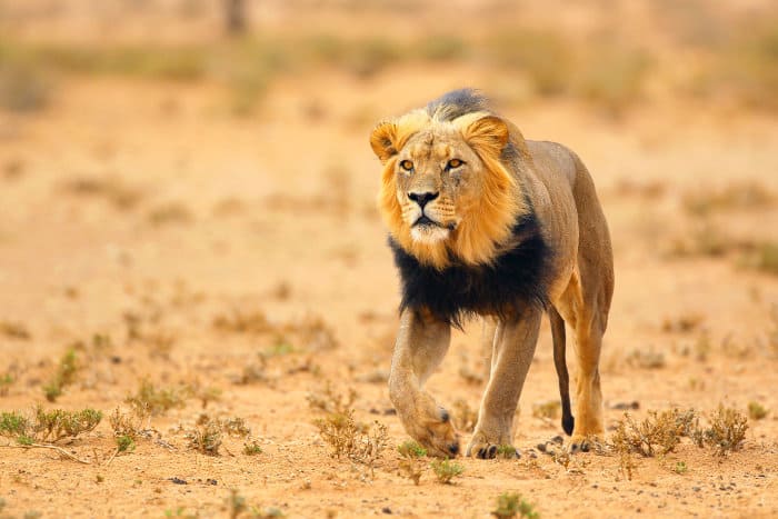 MUTANT BIG CATS - BLACK LIONS, RED LIONS