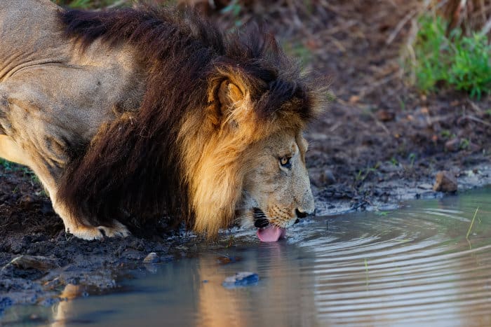 Black-maned lion drinking in the Masai Mara, Kenya