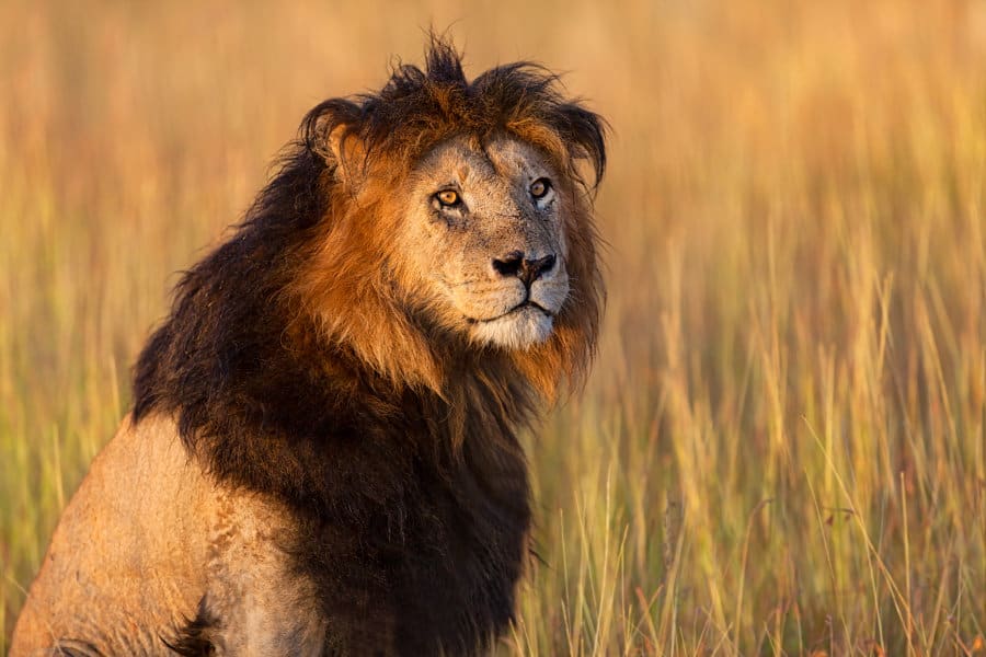 Black-Maned Lion: Strong or Scary By Nature?