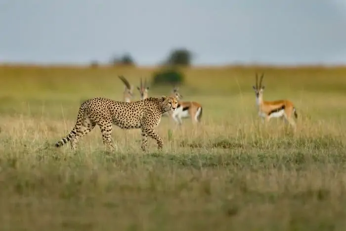 A lone cheetah passes by four Thomson's gazelle on the alert