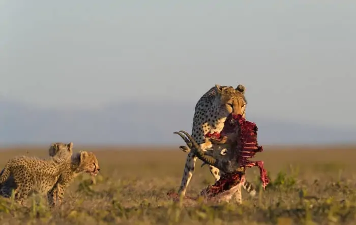 Cheetah cubs and their mom, with remains of a fresh kill in her jaws