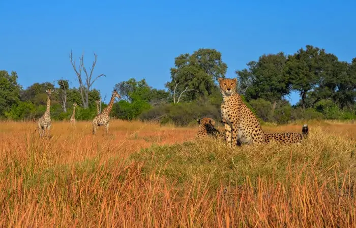 Cheetah scanning the horizon for prey, with curious giraffes in the background