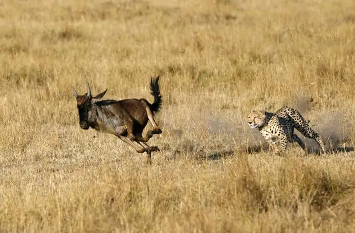 Cheetah chases a young wildebeest in the Masai Mara, Kenya