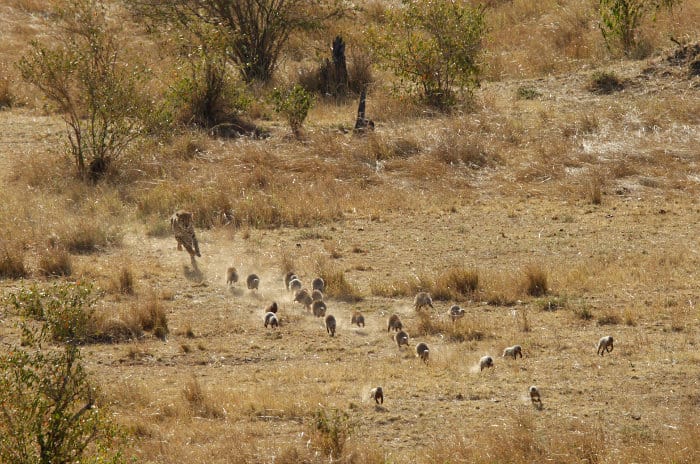 El guepardo persigue a una familia de mangostas anilladas, probablemente para divertirse