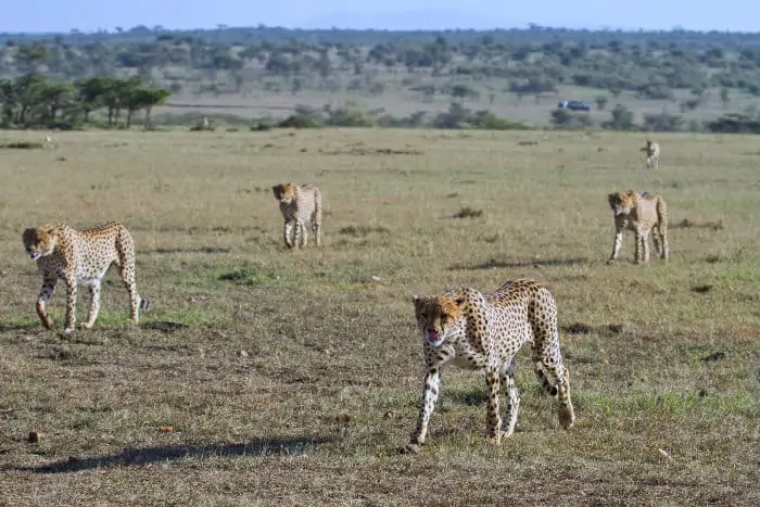 Brother coalition of five cheetah on the move