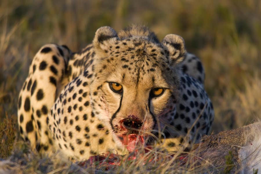 Cheetah close-up portrait, eating meat from a fresh kill