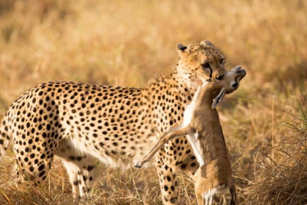 What Do Cheetahs Eat? The Diet of the Fastest Land Animal