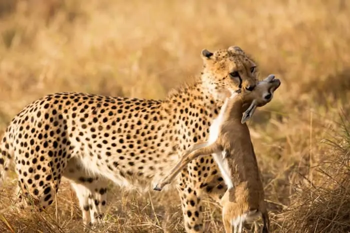 Cheetah with baby Thomson's gazelle kill