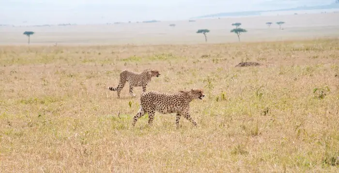 Two cheetahs on the African savanna in Kenya
