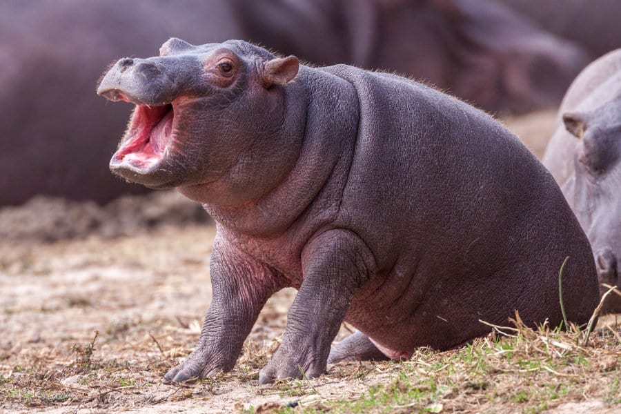 Cute baby hippo sitting outside the water, with mouth wide open