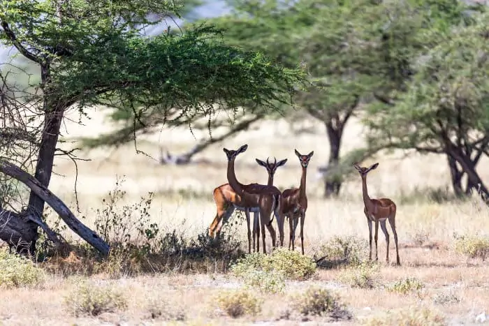 Four gerenuk resting in the shade of an acacia tree