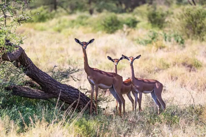 Female gerenuk and two youngsters standing still, all facing in the same direction