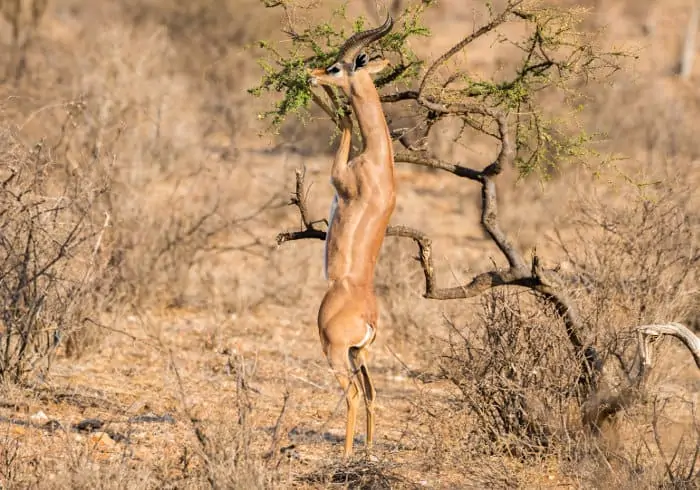 Male gerenuk standing on its hind legs to munch on high up foliage