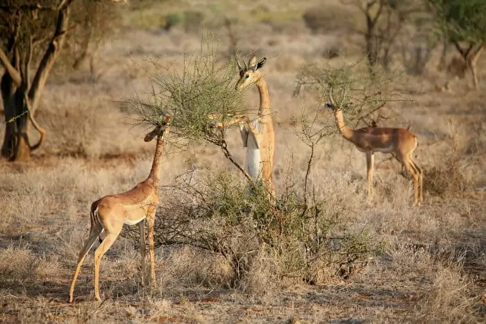 The gerenuk is not water-dependent as it finds most of the moisture it needs in the food it consumes