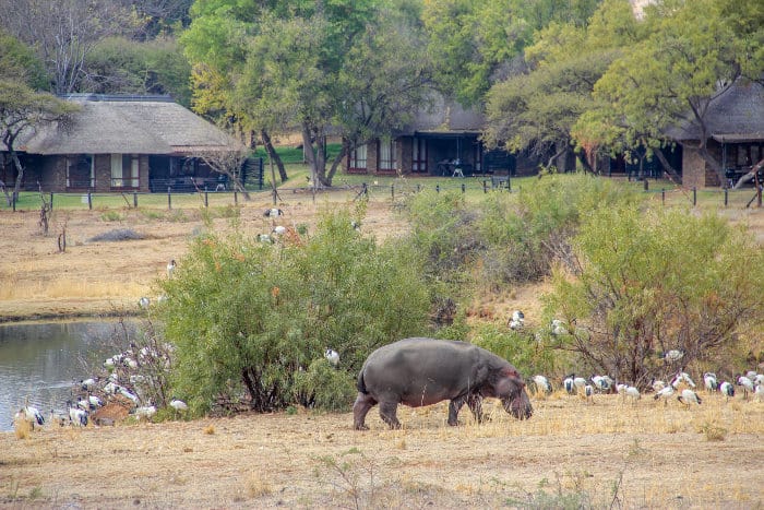 A resident hippo near Bakubung Bush Lodge