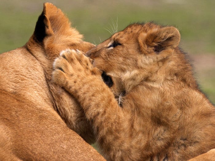 Lion cub 'whispering' something in his mother's ear