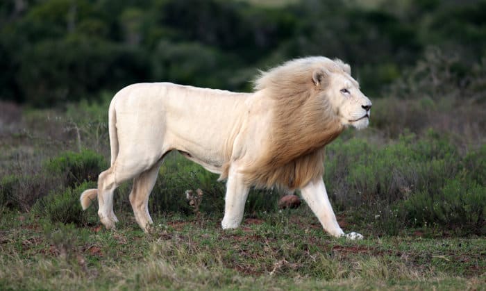 Big male white lion on the hunt