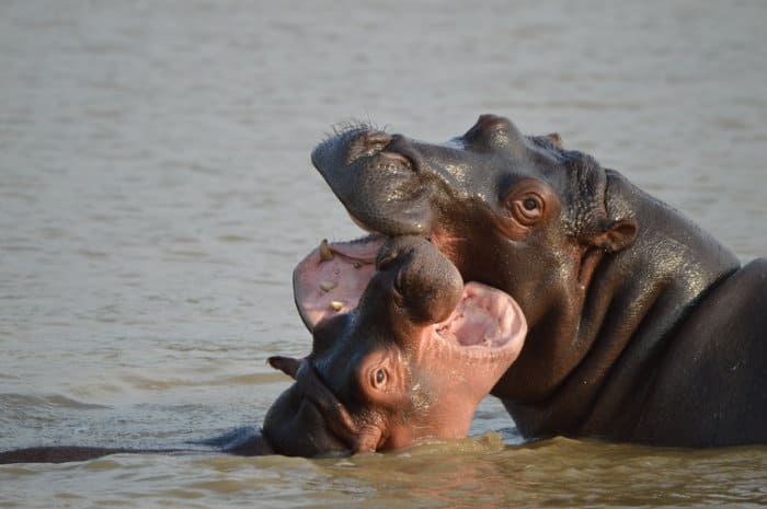 Mother and baby hippo playing, St Lucia, South Africa