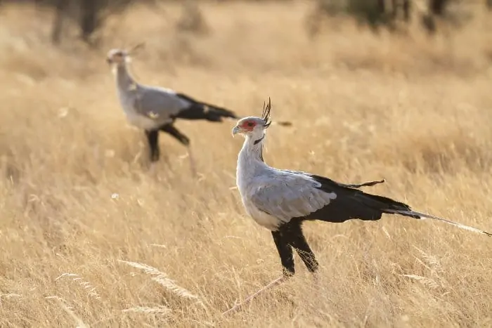 A pair of secretary birds walking on the African plains