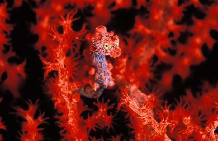 Pygmy seahorse from Lembeh Straits, Indonesia
