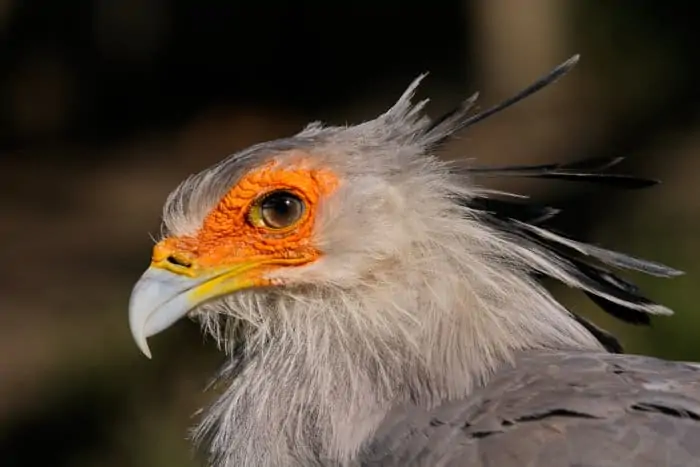 Close up view of a secretary bird, with its impressive eyelashes