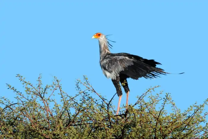 Secretary bird perched on top of a tree in the Kalahari