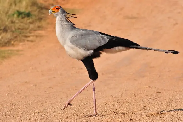 The secretary bird has elegant long legs and powerful stomping feet