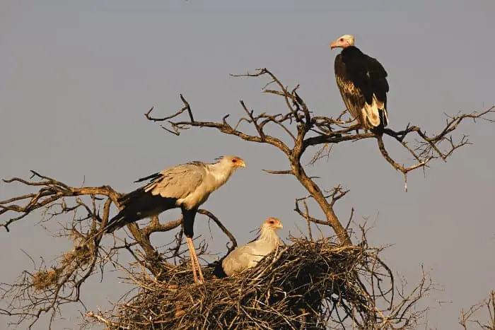 Two secretary birds in their nest, with a white-headed vulture perched nearby