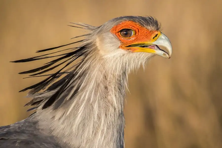 Secretarybird head shot, a bird with wondrous eyes and long lashes