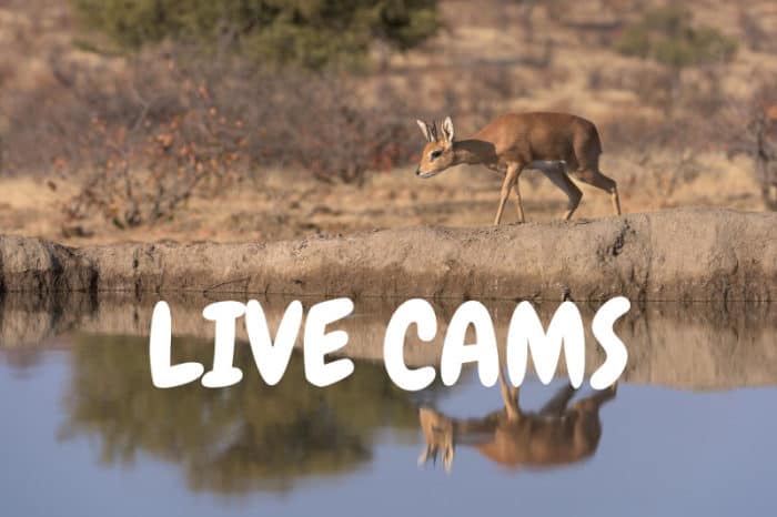 Live African wildlife webcams